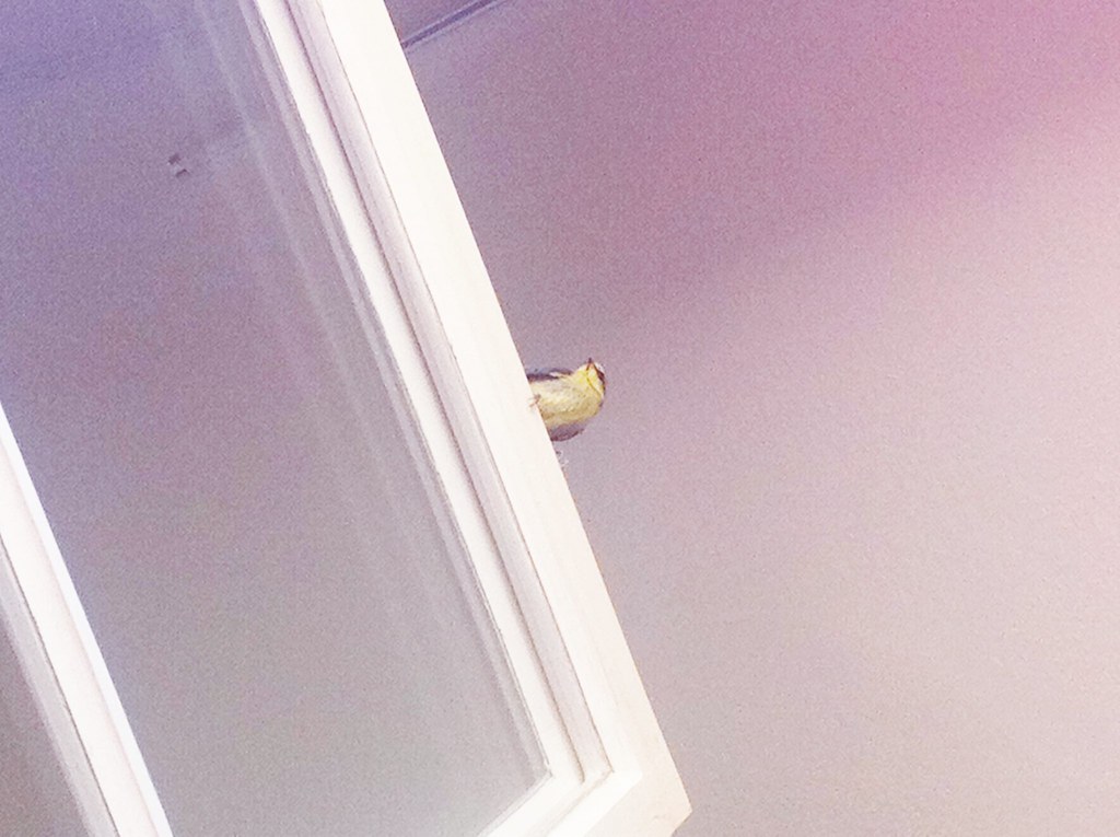 a bird flew into my bedroom Martin Löfqvist Flickr