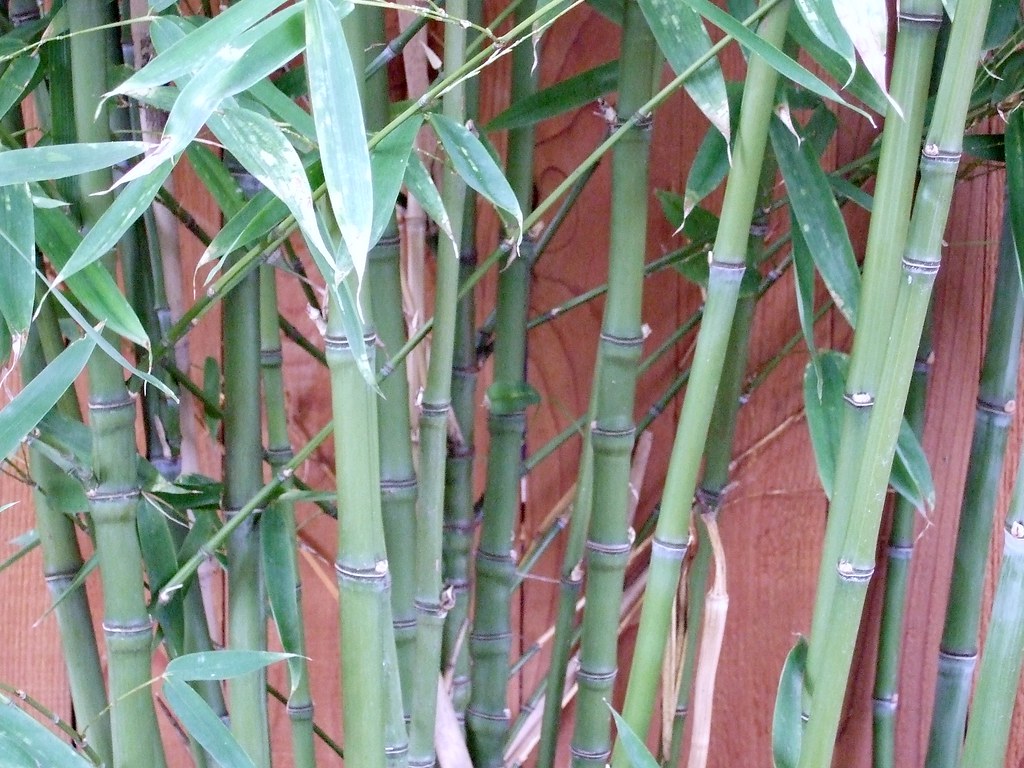 Bamboo garden We have a number of clumps of bamboo borderi… Flickr
