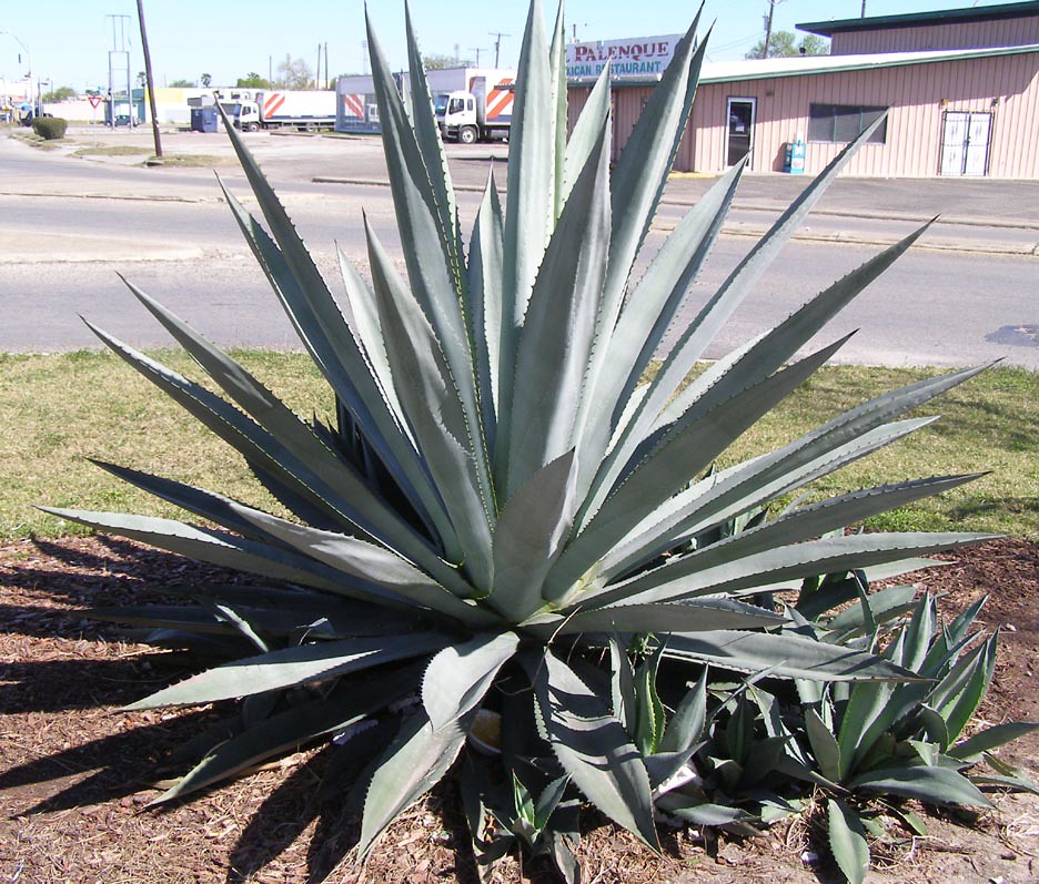 century plant corpus christi, tx; at this blog Debra Jane Seltzer