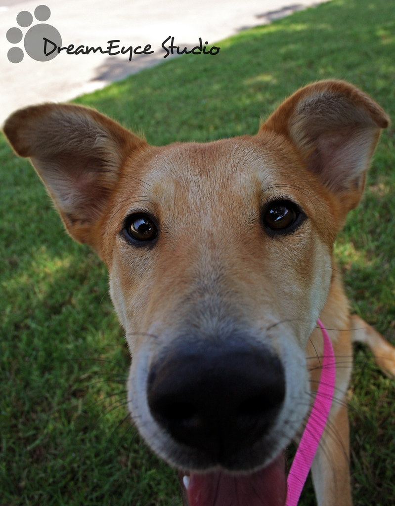 211394 An adoptable dog at the Sherman Animal Shelter in