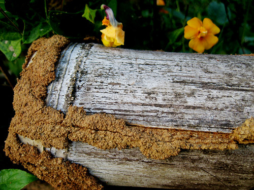 decaying bamboo decaying bamboo rupesh nanaiah Flickr
