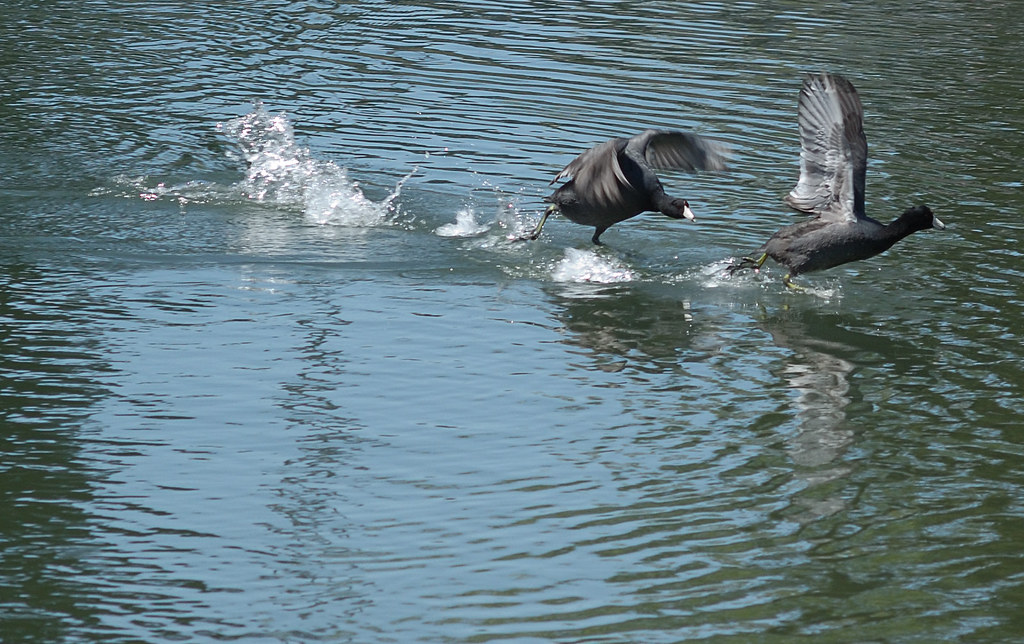 20080417003 Some of the coots are getting pretty ornery a… Flickr