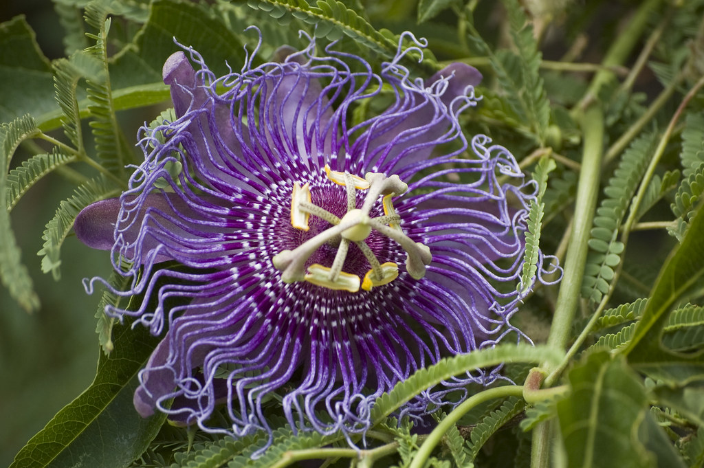 Passion Flower Power A vine growing overhead. I would have… Flickr