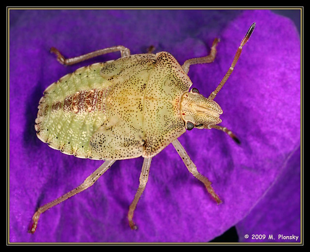 Stink Bug on a Purple Flower If you have a high res monito… Flickr