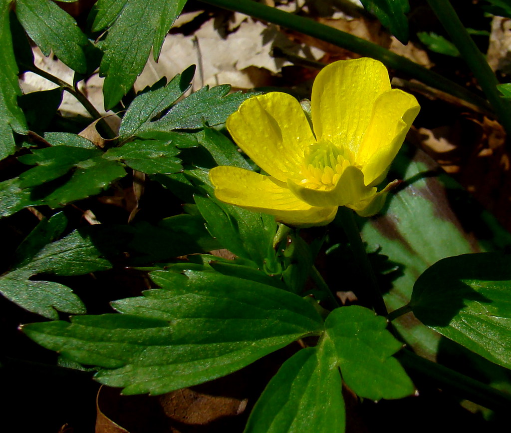 Swamp Buttercup Showy native spring wildflower, near woodl… Flickr