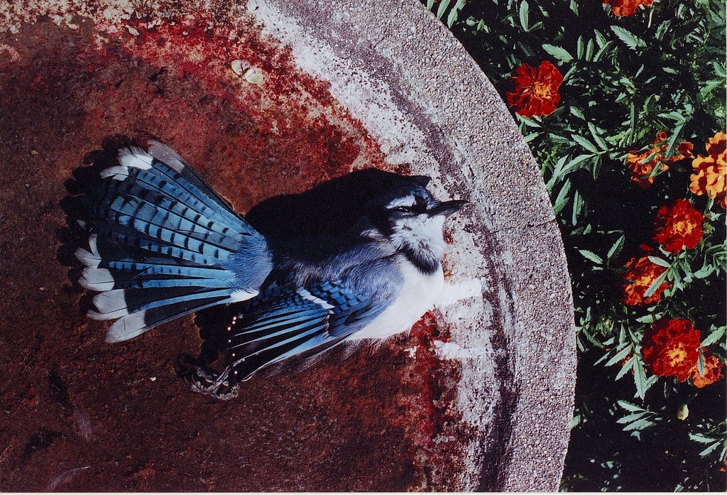 Dead Blue Jay Taken about five years ago with a Nikon Nikk… Flickr