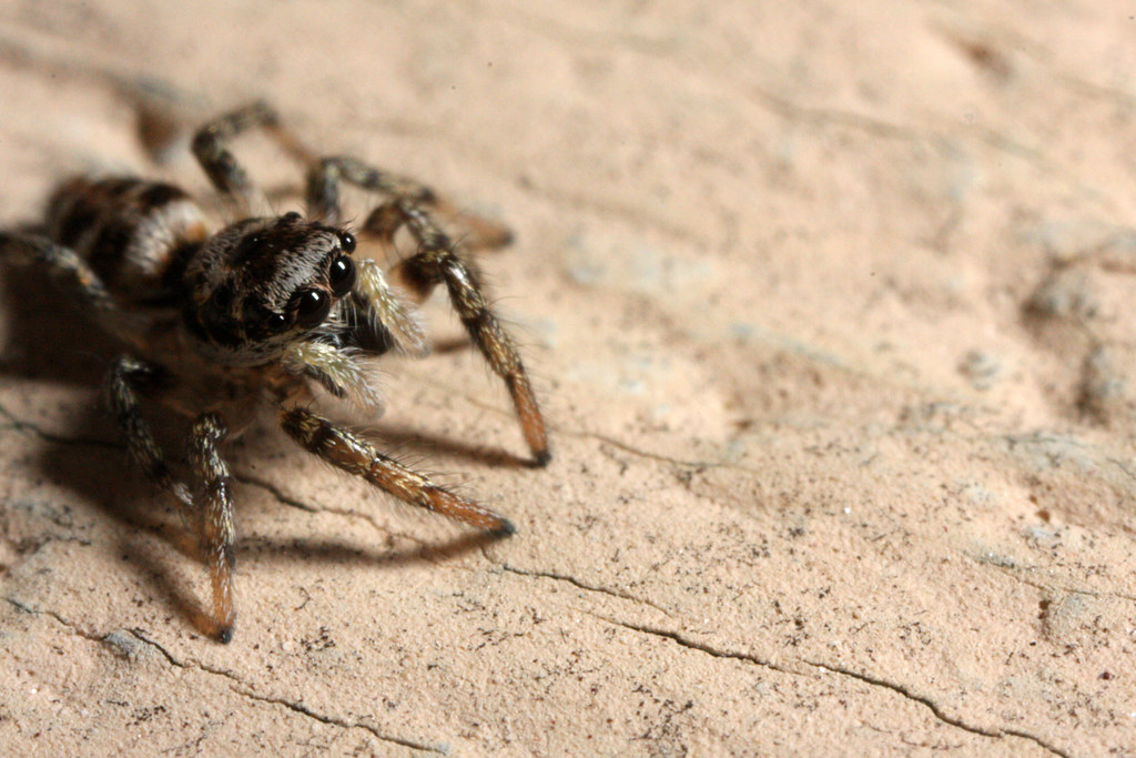 Zebra Spider (Salticus scenicus) Dann Thombs Flickr