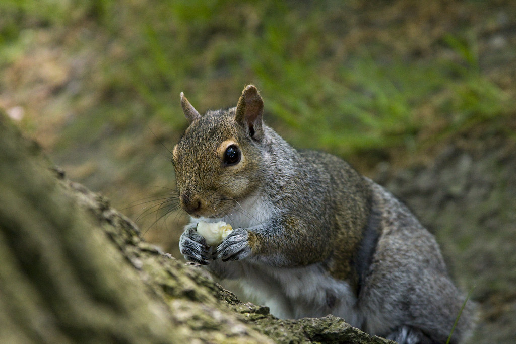 Law Quad Squirrel neilioj Flickr