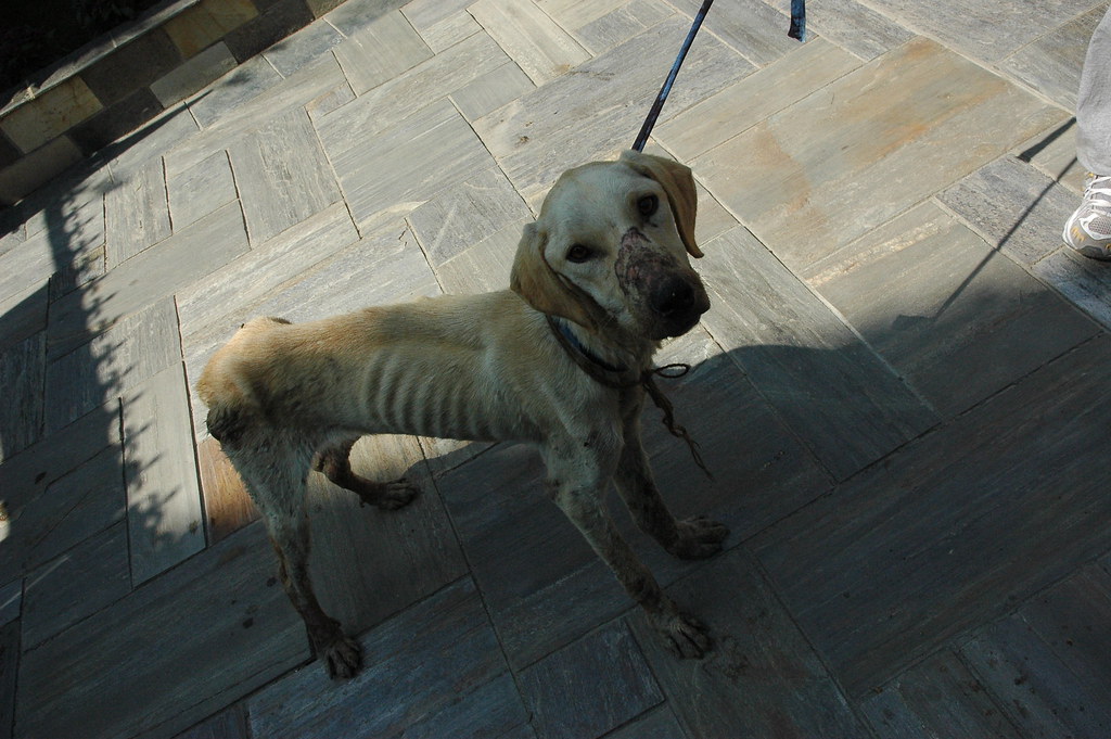 The starving dog we rescued (instead of taking photos of D… Flickr