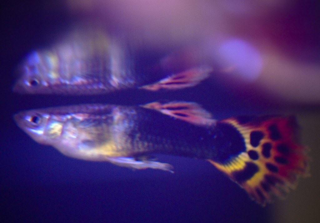 black and orange guppy Liesel Elliott Flickr
