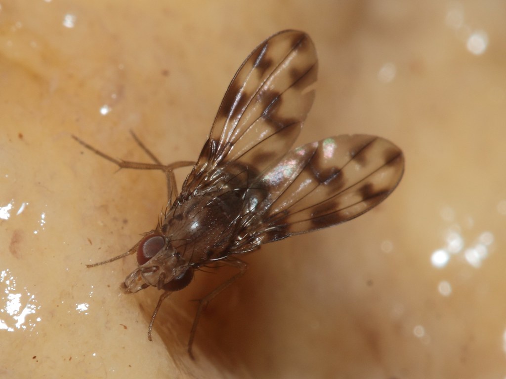Drosophila kinoole Waianae 1163 Drosophila kinoole, Waiana… Flickr