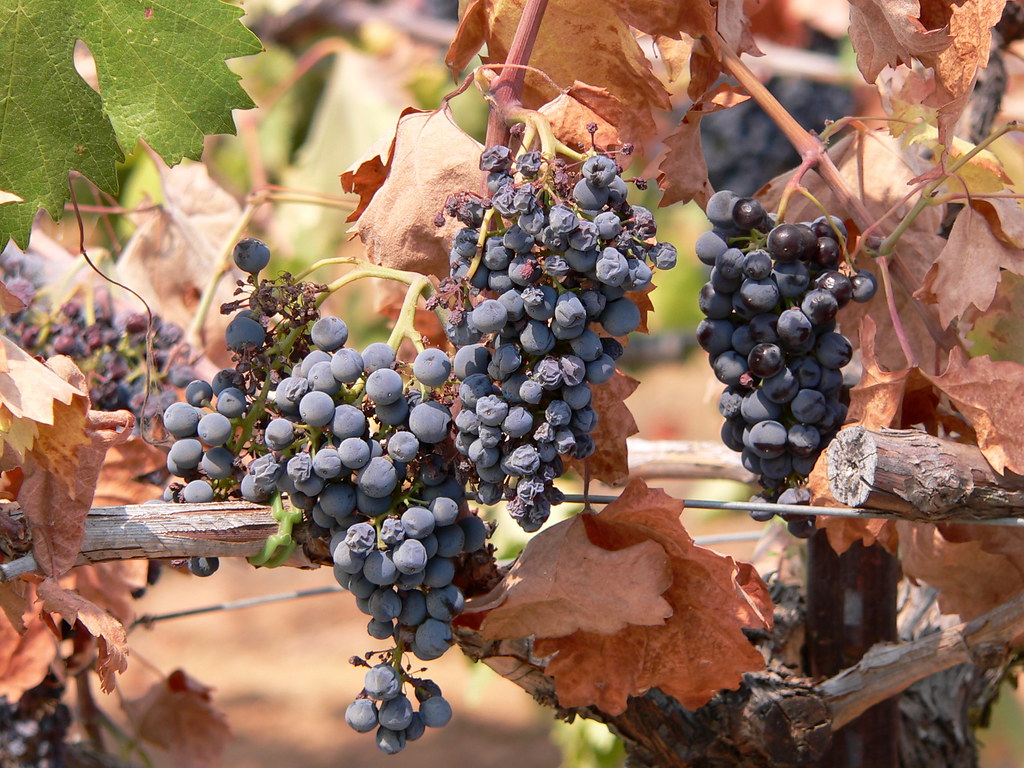 Wine grapes, Amador County, California Lee Coursey Flickr