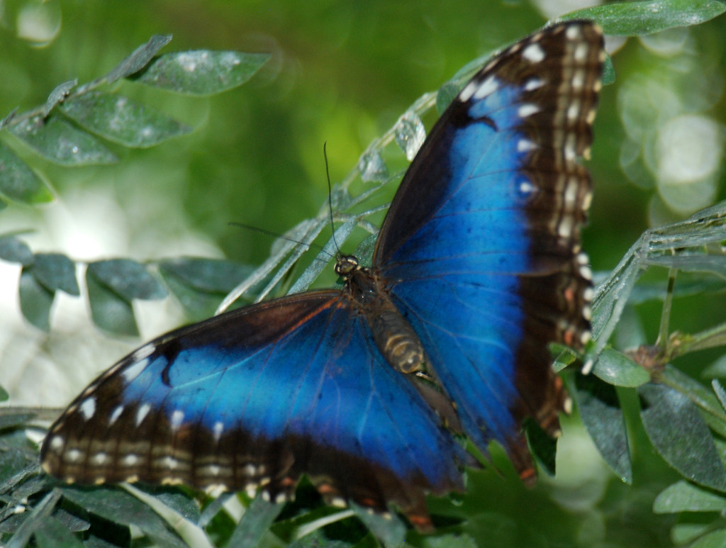 Butterfly House Key West Jo Phillips Flickr