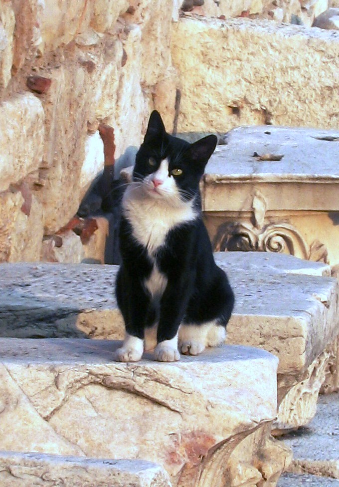 Very Photogenic cat Athens Greece Taken during a short v… Flickr