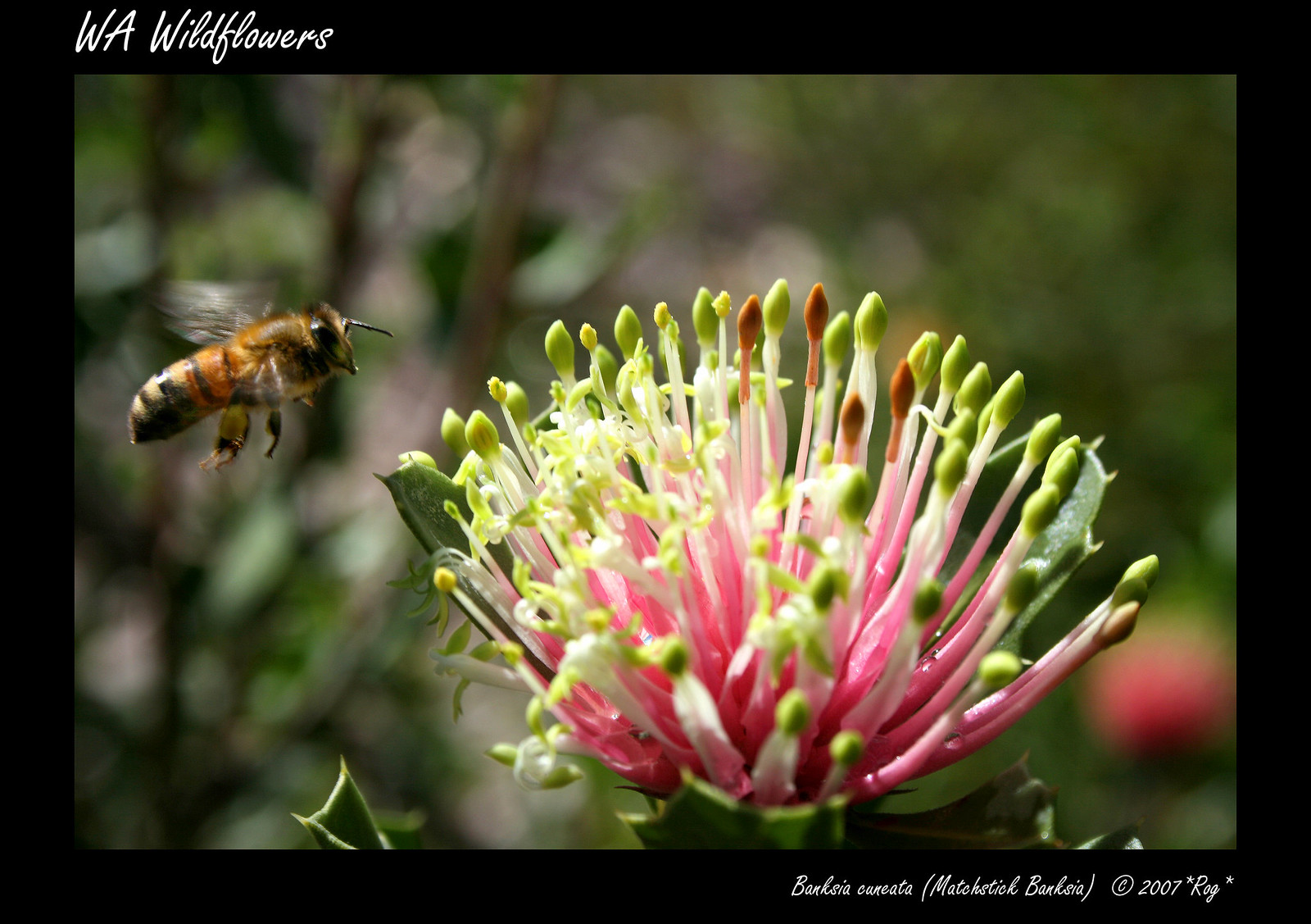 Banksia cuneata Flickr