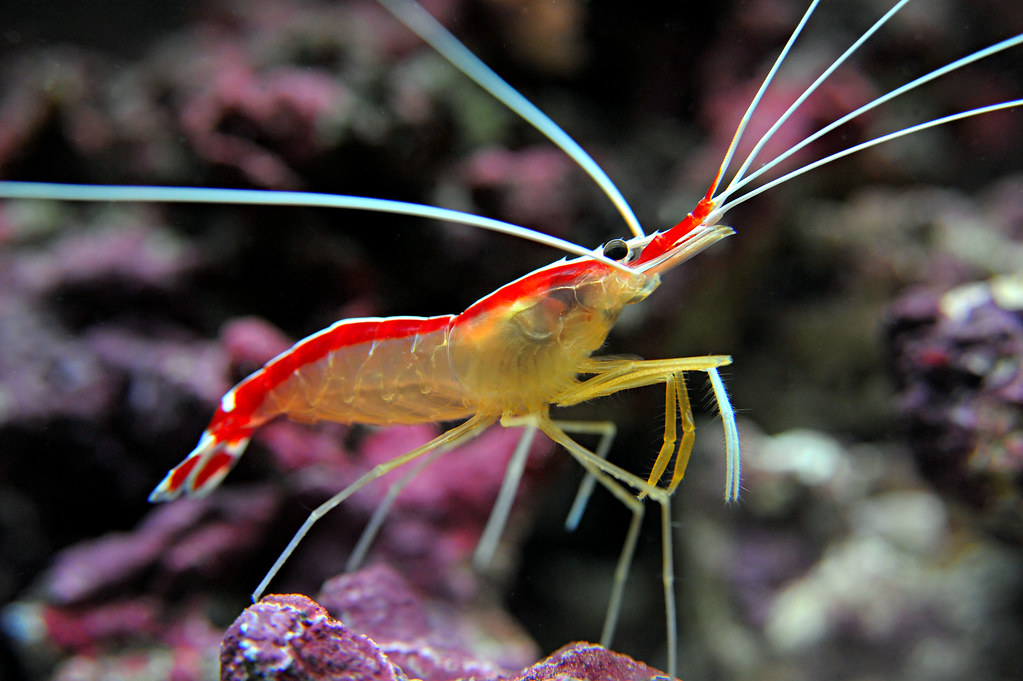 Nikon D3 Cleaner Shrimp a photo on Flickriver