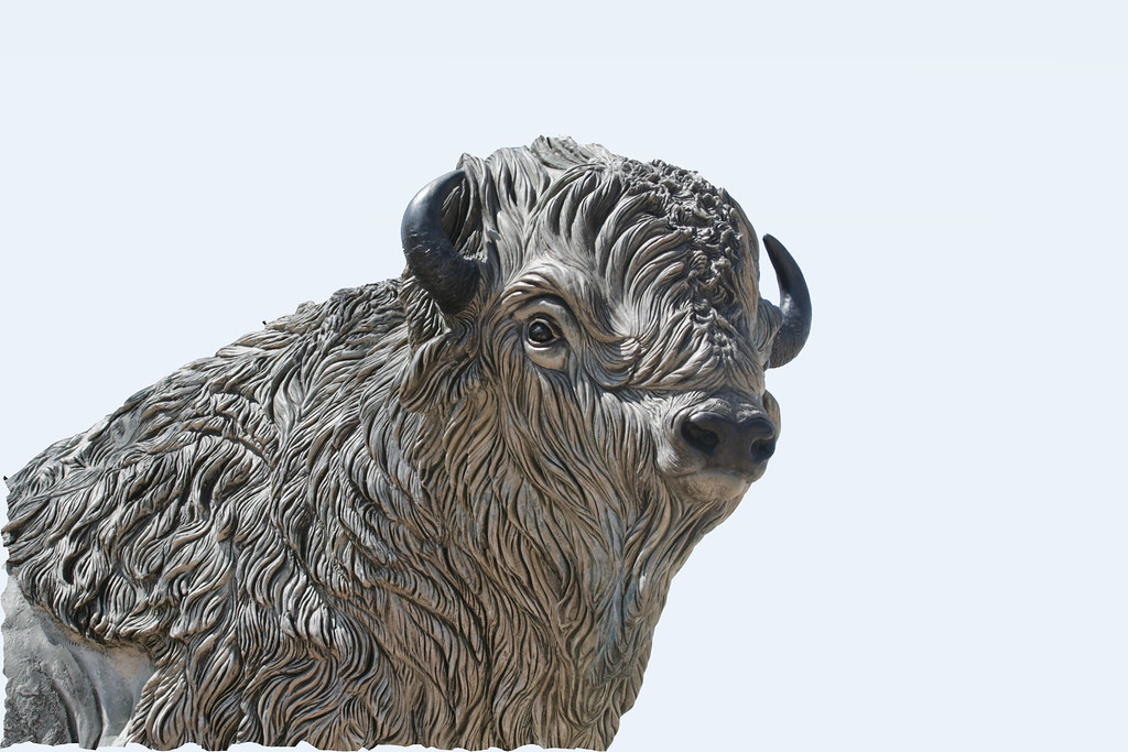 WHITE BUFFALO OF SNYDER, TEXAS The white buffalo at the co… Flickr