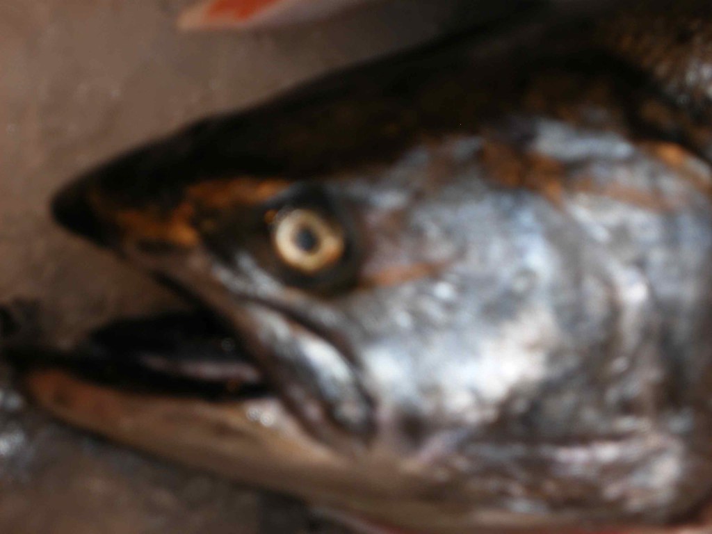 fresh fish seattle Creative Colections