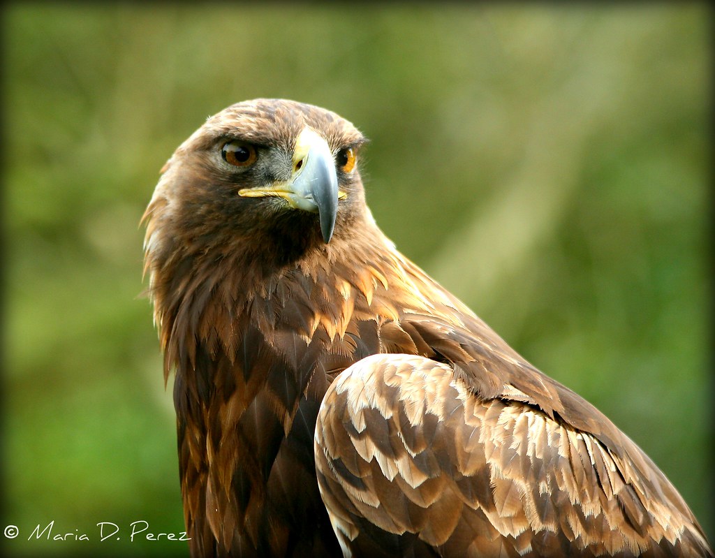 Aguila Dorada Golden Eagle at the Koret Animal Resource Ce… Flickr