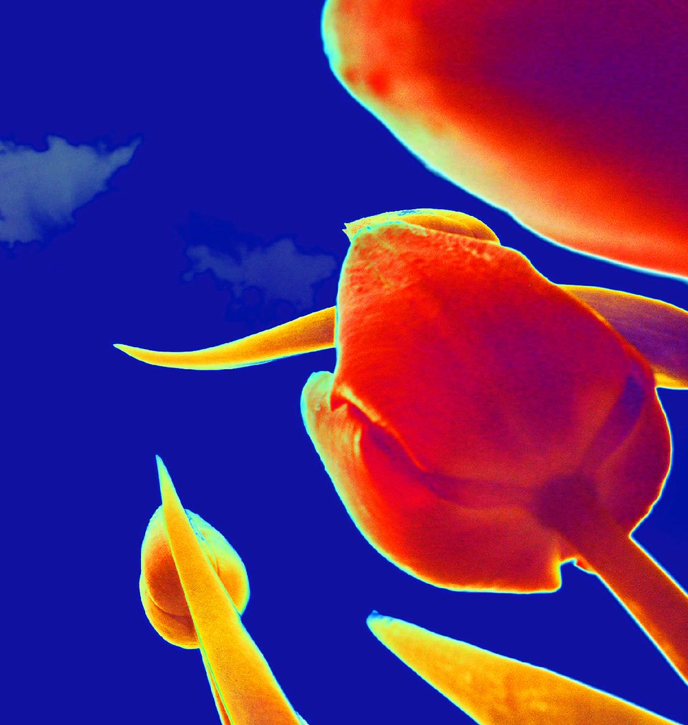 Flowers on Mars Sierra Exif JPEG Kiss My Bliss Flickr