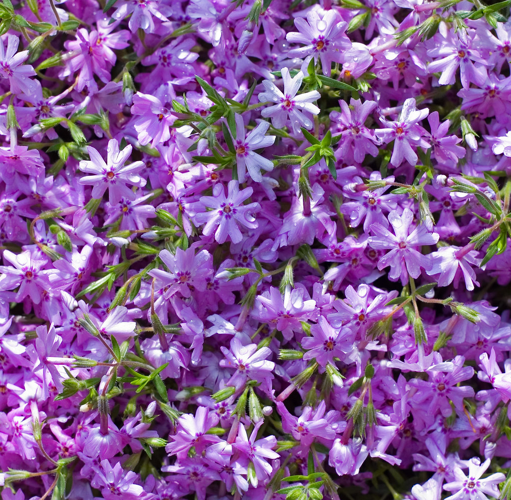Phlox Carpet The flower carpet is filled in with a new row… Flickr