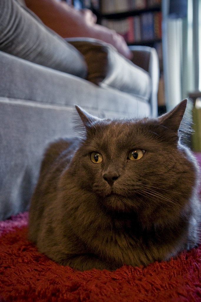 Marley Elliott's Cat GHD PHOTOGRAPHY & DESIGN Flickr