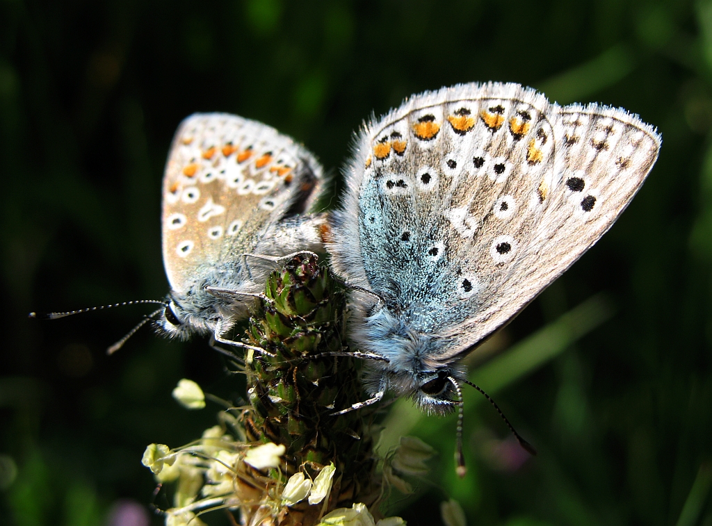 Common blue butterflies A pair of common blue butterflies.… Flickr