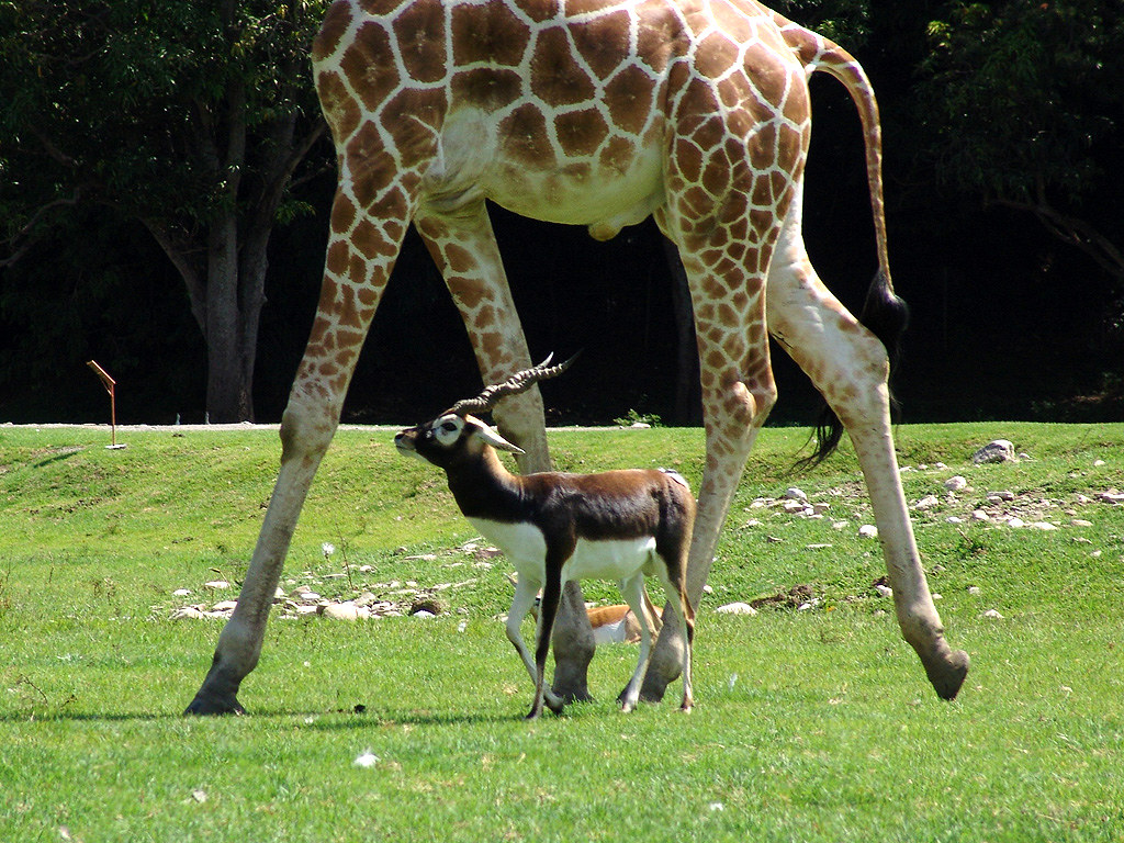 De paseo Antilope y Jirafa, Zoofari, Morelos, Mexico © Ben… Flickr
