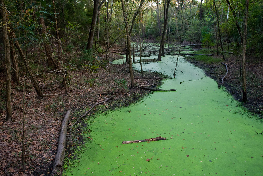 green scum A stagnate pond at Terry Hershey Park near Buff… Flickr