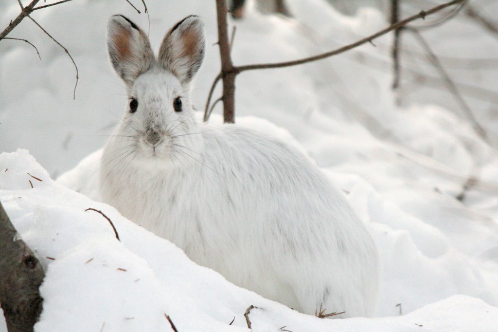 Snowshoe hare Lièvre d'Amérique Lepus americanus Flickr