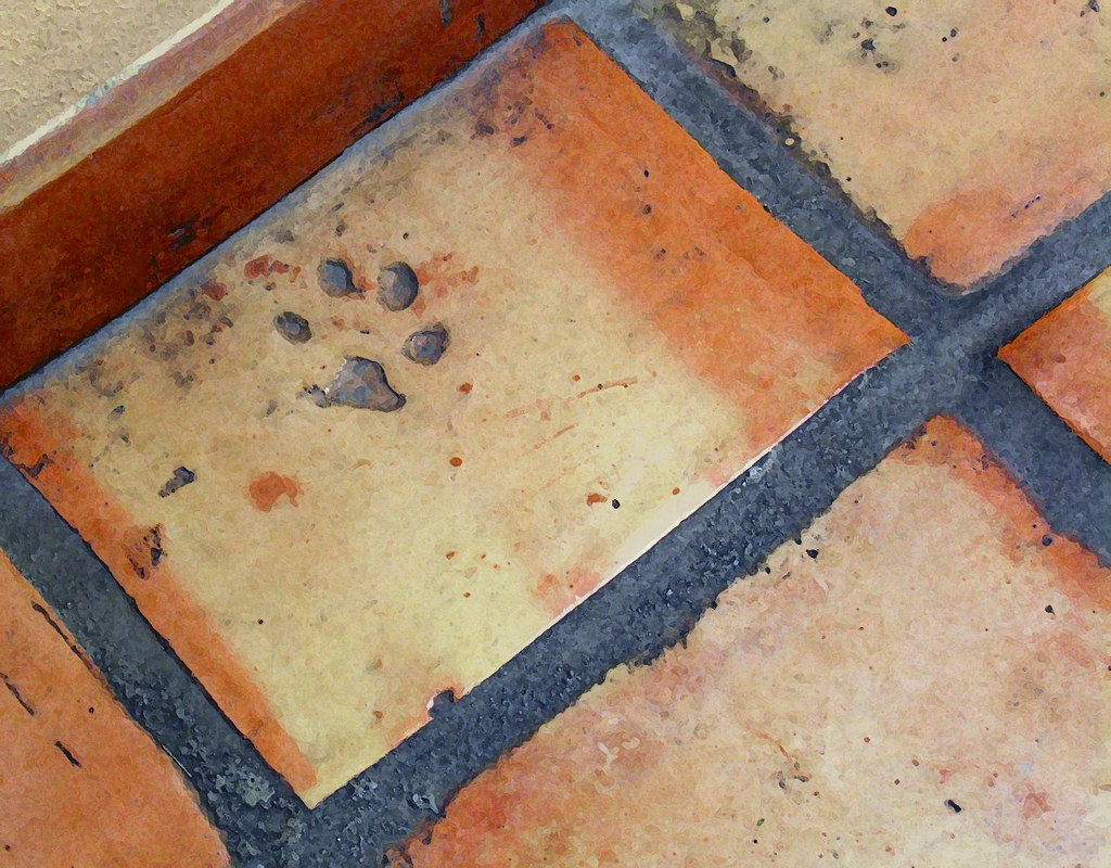 Saltillo tile paw An imprint of a dog paw in a Saltillo ti… Flickr