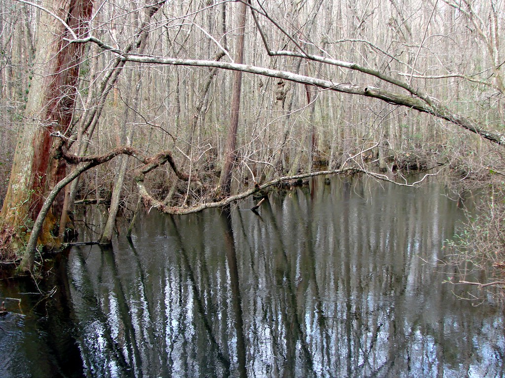 swamp along black creek A typical South Carolina lowcount… Flickr