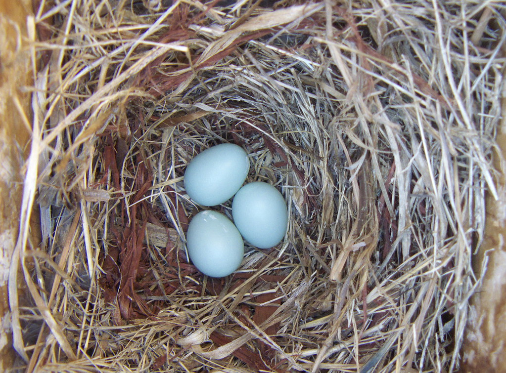 BluebirdNB2 20100320L 069sp2 First bluebird eggs of the ye… Flickr