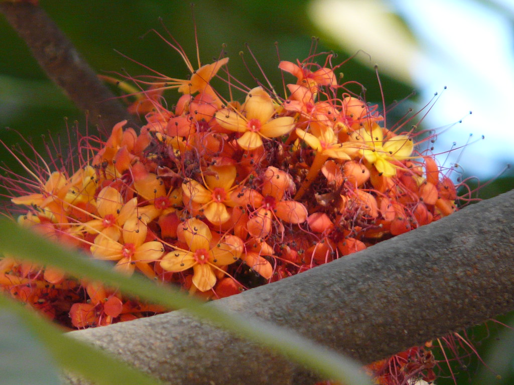 Asoka (Oriya ଅଶୋକ) The flower of Ashoka tree is the State… Flickr