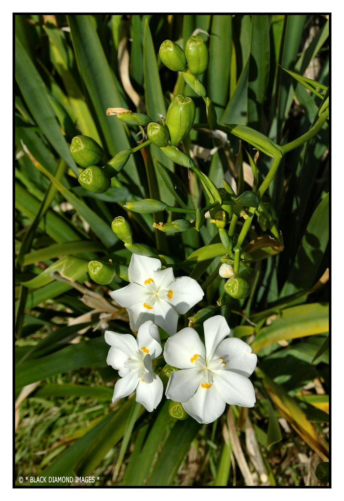 Dietes robinsoniana Lord Howe Island Wedding Lily Flickr