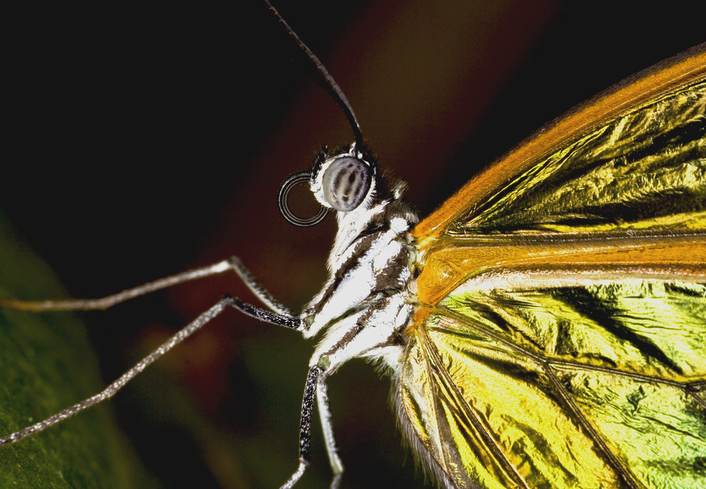 In The Butterfly House London Zoo Butterfly House Flickr