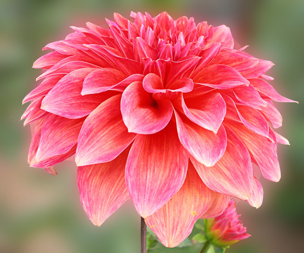 Beautiful Dahlia a photo on Flickriver