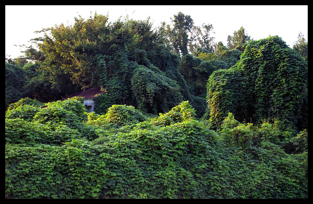Kudzu The Vine that Ate the South Flickr