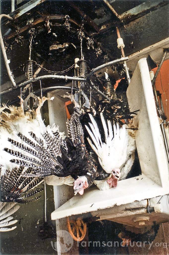 Turkey slaughter Hanging upside down and shackled by their… Flickr