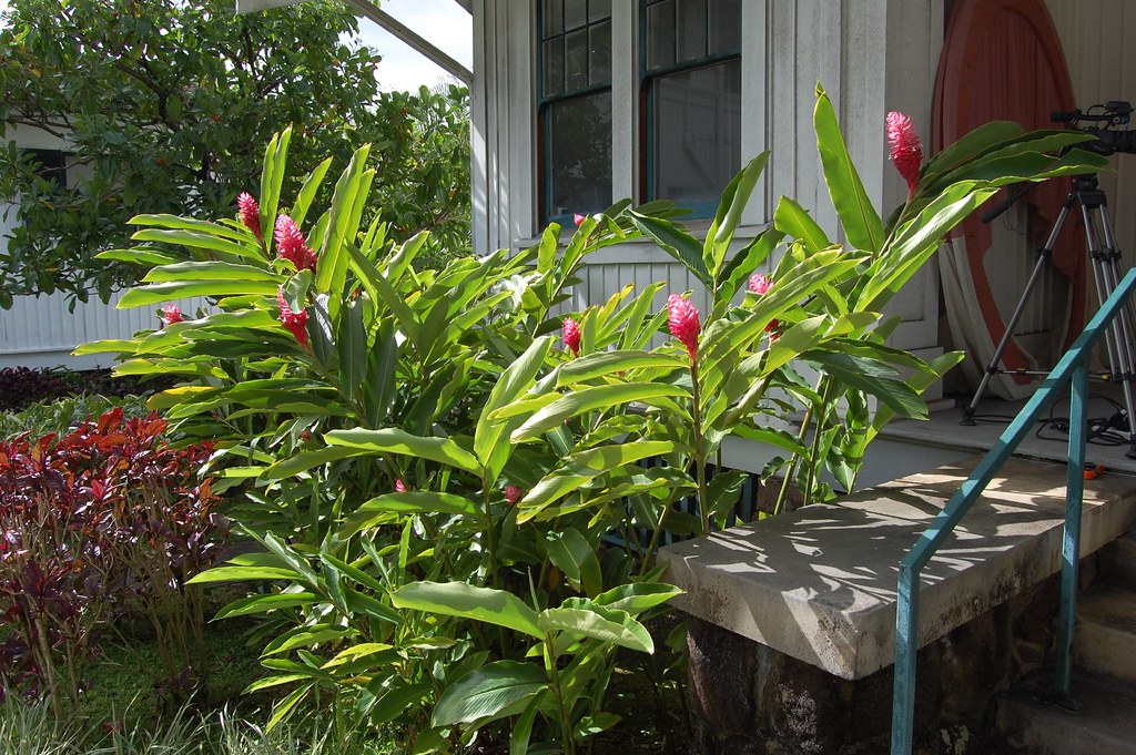 Red Ginger Plant daveiam Flickr