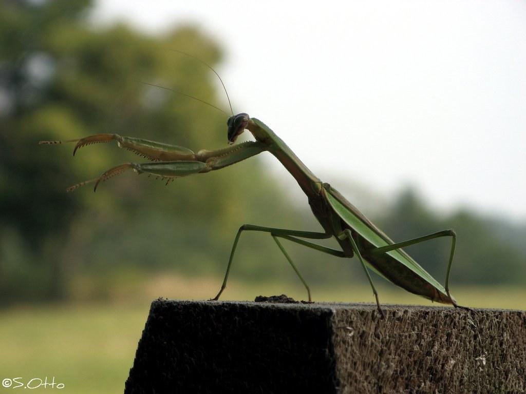 Praying Mantis Yoga Pose On my walk through a local park I… Flickr