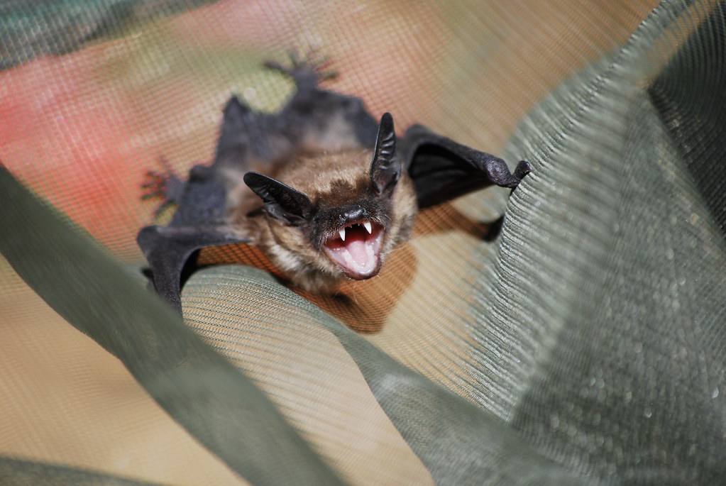 DSC_0114 Here's a cute little bugger that I caught flying … Flickr