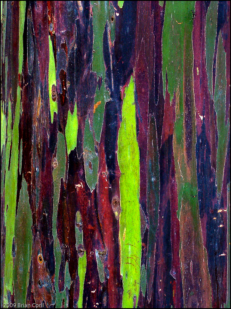 Rainbow Tree Bark, Honolulu, Hawaii Brian Corll Flickr
