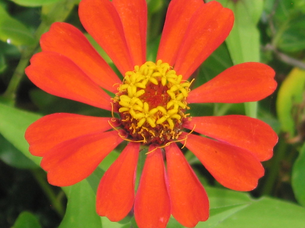 SCARLET FLOWER, TROPICAL VILLAGE GARDENS, SOMALIA MOHAMED JESOW Flickr