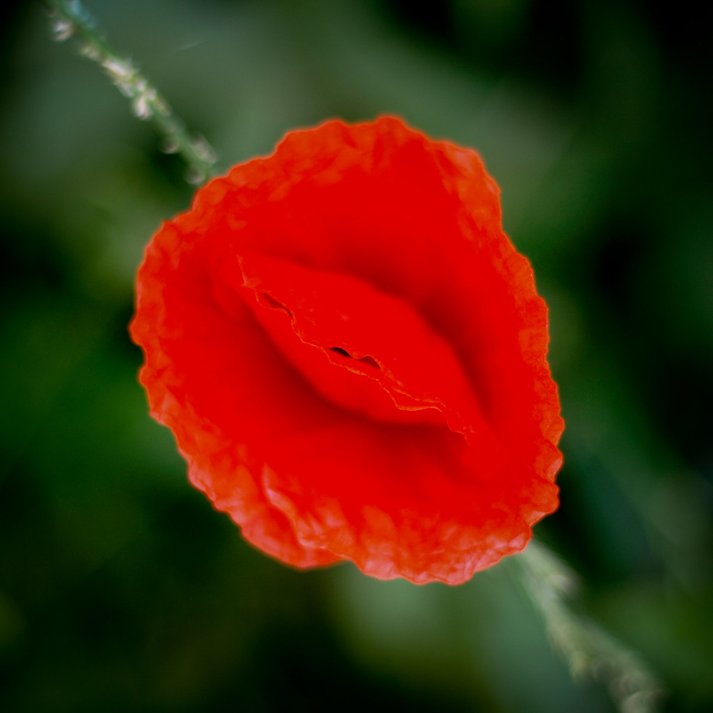 The woman 1 Virginity "That flower that I could never t… Flickr