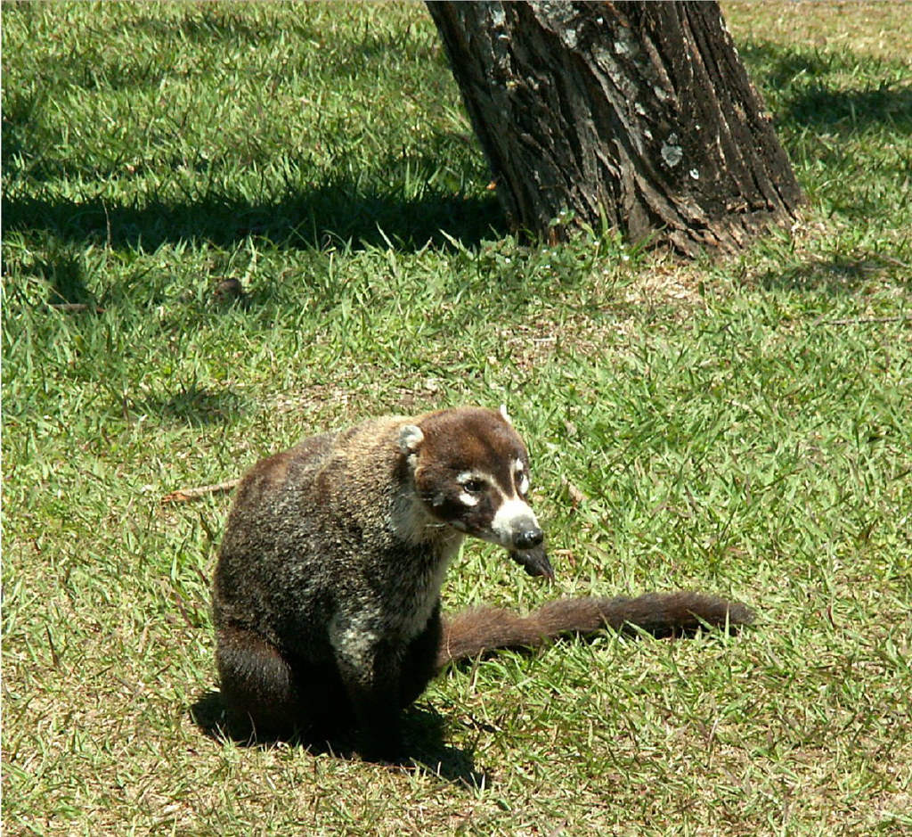 Costa Rican Bear Stanley Zimny (Thank You for 64 Million views) Flickr