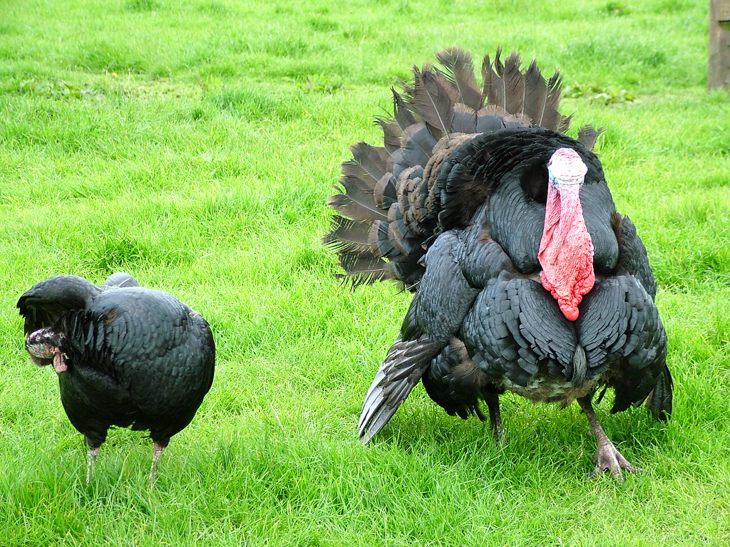 DSCF2767 puffed up turkey graham comrie Flickr