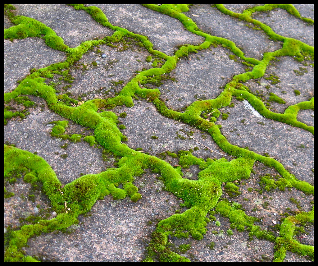 winter.green moss growing between pavers in a local dri… Flickr