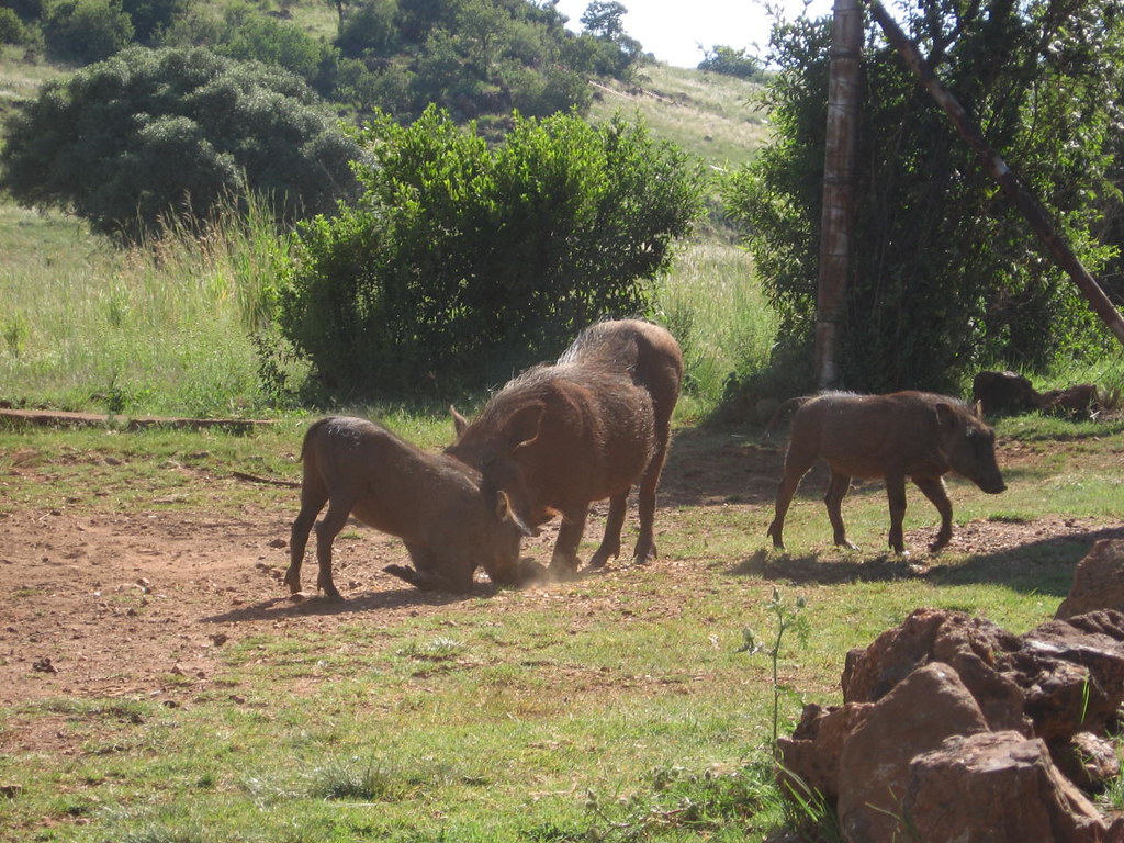 Beautiful Pigs Rhino and Lions Park, Krugersdorp, South Af