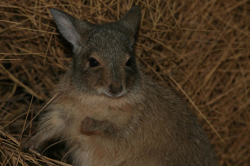Mala or Rufous Hare Wallaby (Lagorchetes hirstus), Central… Flickr
